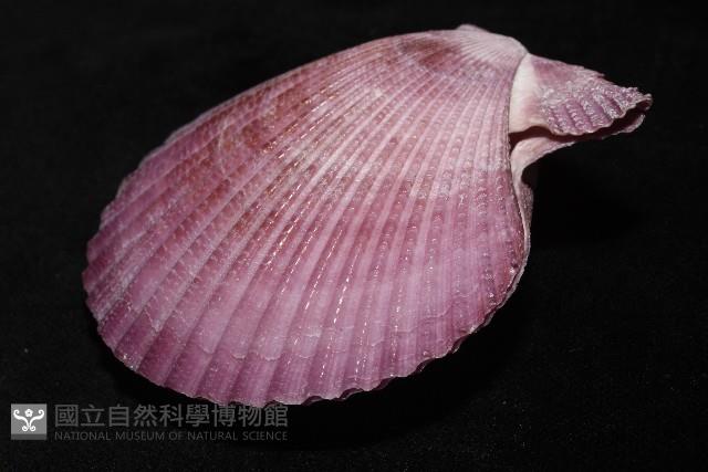 高貴海扇蛤藏品圖，第6張