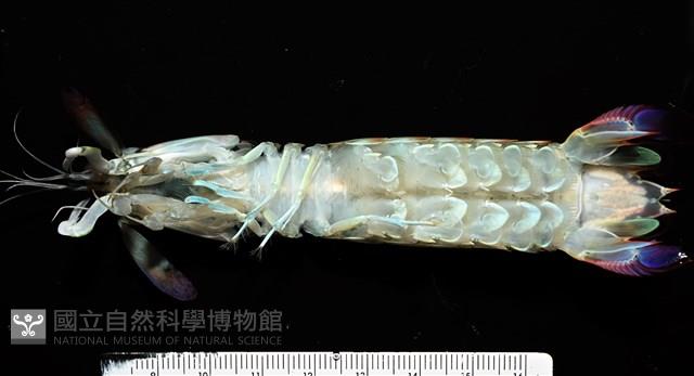 脊尾齒指蝦蛄藏品圖，第6張