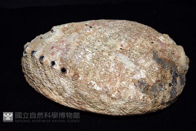 孔雀鮑螺藏品圖，第6張