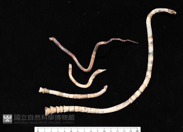 未知種瓣形纓腕蟲藏品圖，第6張