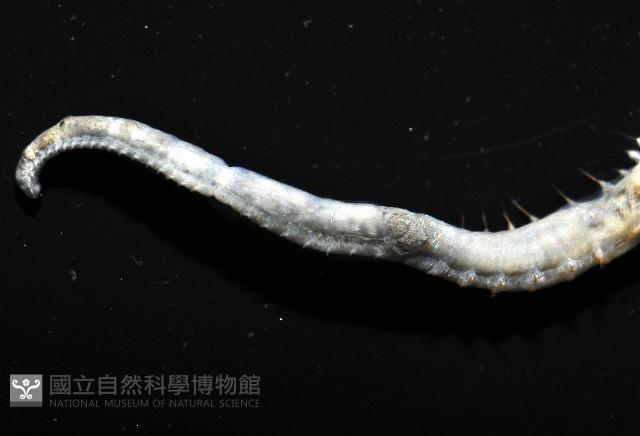 八里梳鰓蟲藏品圖，第6張