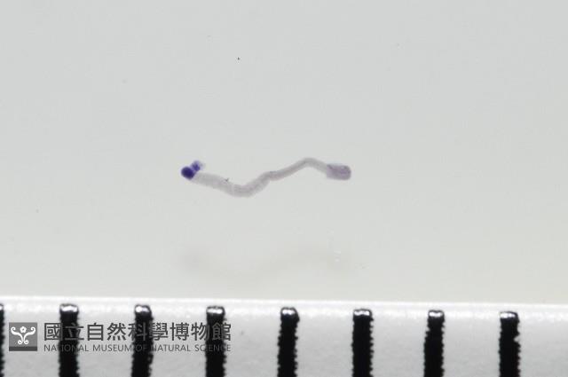 新種鯊魚絛蟲-01藏品圖，第6張