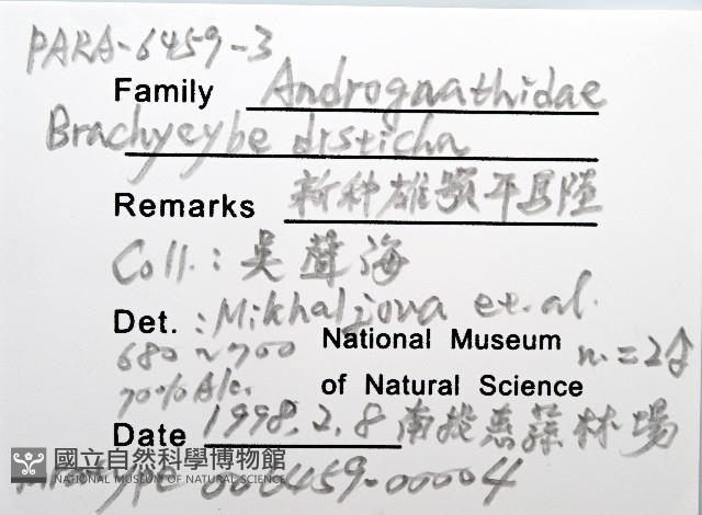新種雄顎平馬陸藏品圖，第6張