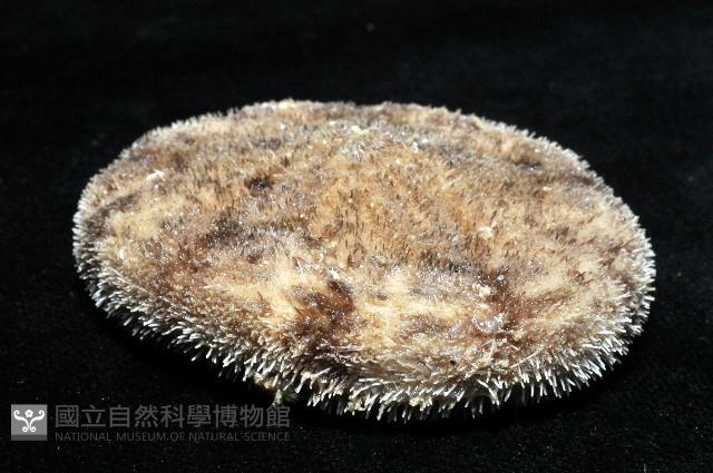 網楯海膽藏品圖，第6張