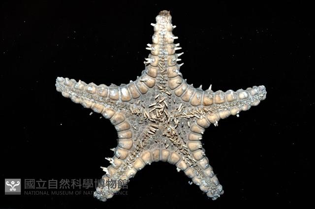 玉緣棘角海星(紫氏麗海星)藏品圖，第6張