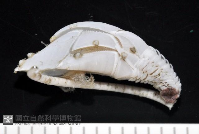 維氏三角鎧茗荷藏品圖，第6張