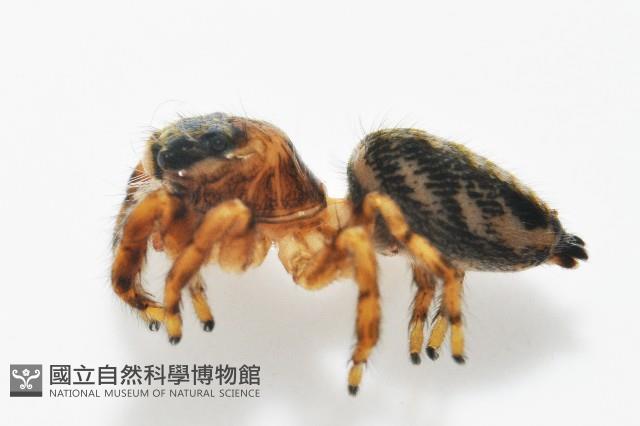 多色金毛蛛藏品圖，第6張