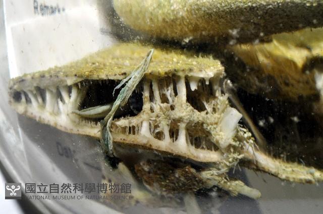 綠楯海膽藏品圖，第6張