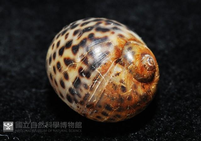 豹斑玉螺藏品圖，第6張