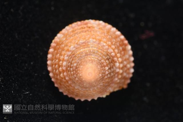 金門鐘螺(洪氏麗口螺)藏品圖，第6張