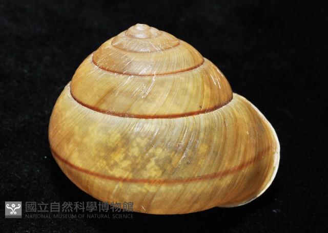 金崙栗蝸藏品圖，第6張