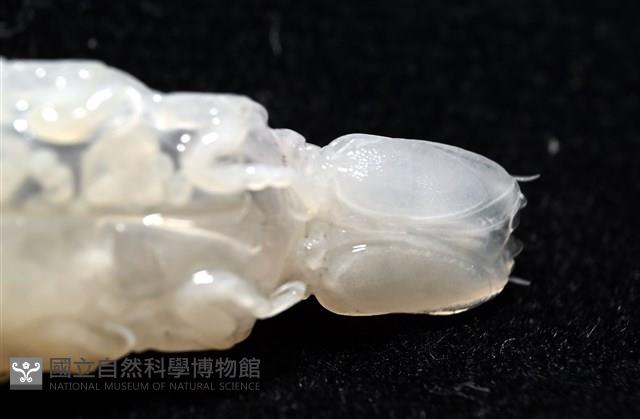 未知種狹長水虱藏品圖，第6張