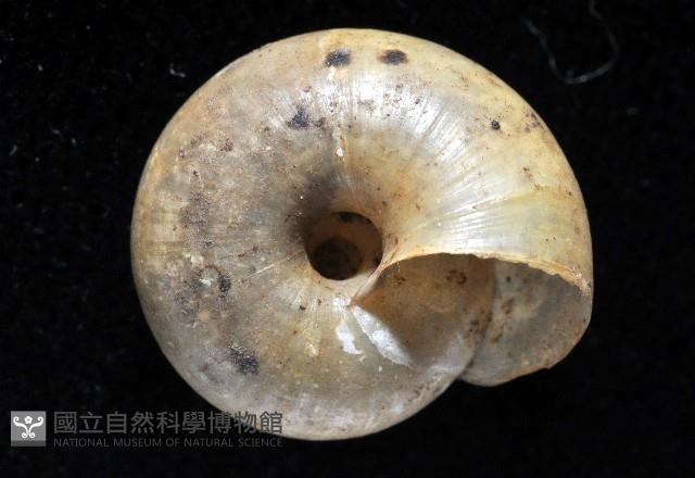 阿禮高腰蝸牛藏品圖，第6張
