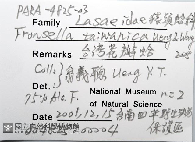 臺灣花瓣蛤藏品圖，第6張