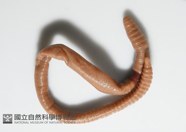 重期遠環蚓藏品圖，第6張