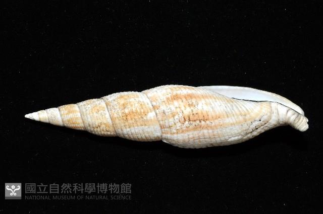 姜佬筆螺藏品圖，第6張
