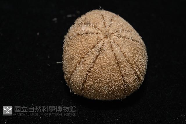 卵圓斜海膽藏品圖，第6張