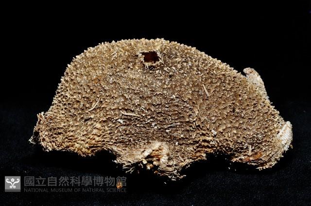 未知種翅海星藏品圖，第6張