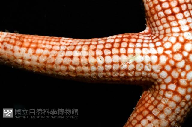 鑽石異瘤蛇海星(暫譯)藏品圖，第6張