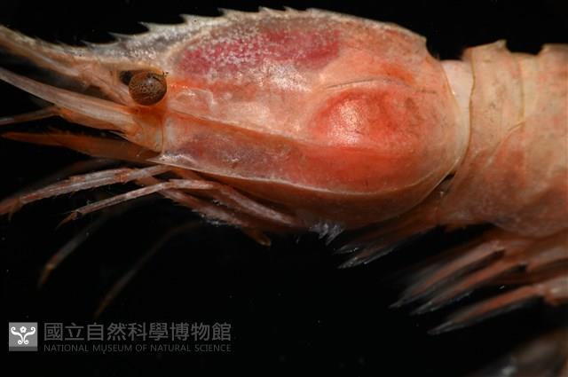 思氏不對稱鰓虱藏品圖，第6張