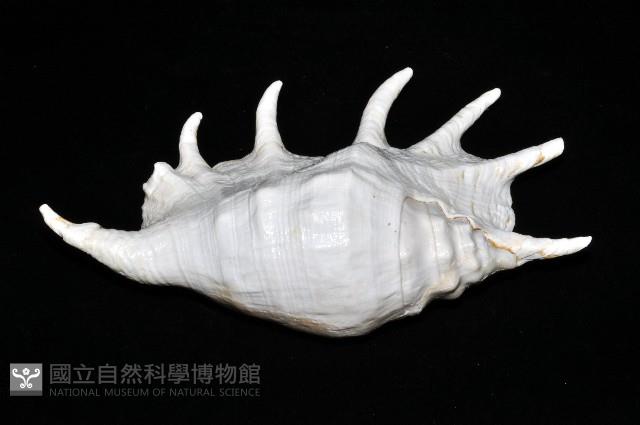 駱駝螺藏品圖，第6張