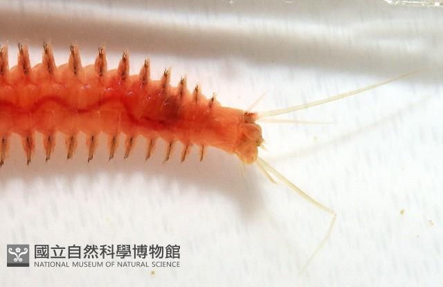 未知種沙蠶藏品圖，第6張