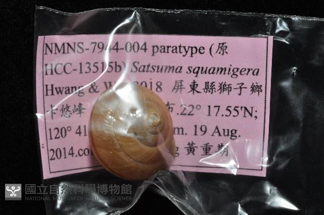鱗高腰蝸牛(鱗菱蝸牛)藏品圖，第6張