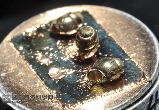 礁溪粟螺藏品圖，第6張