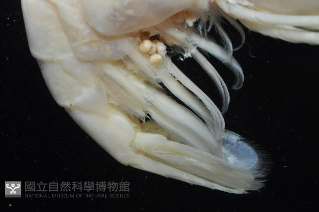 臺灣長額蝦藏品圖，第6張