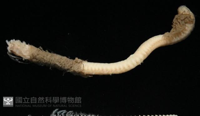 未知種歐努菲蟲藏品圖，第6張