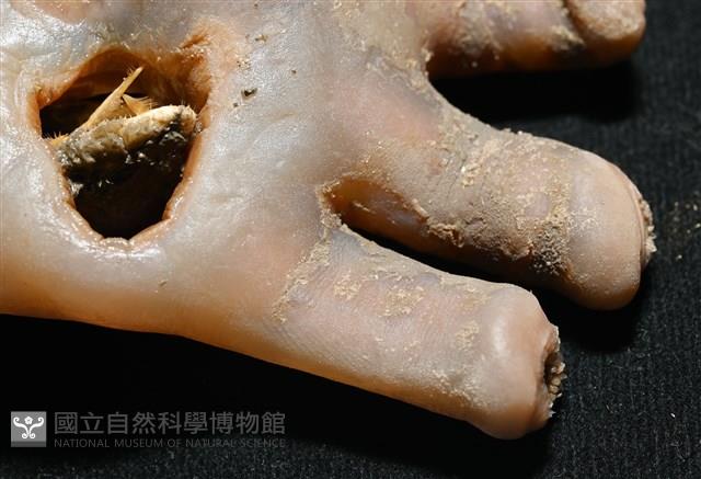 寄居蟹鞘群海葵藏品圖，第6張
