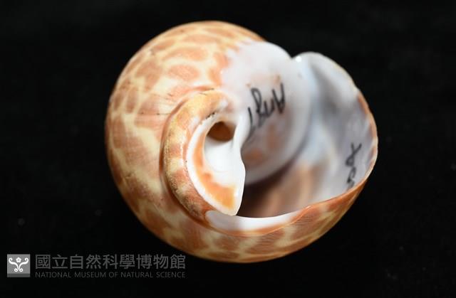 窄縫鳳螺藏品圖，第6張