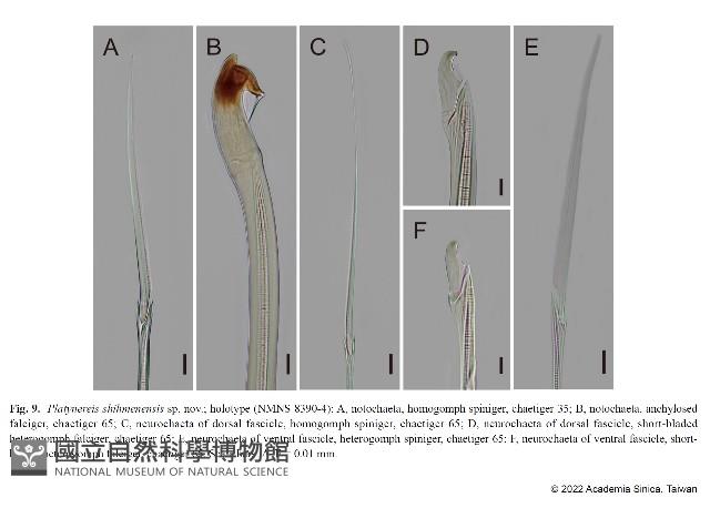 石門闊沙蠶藏品圖，第6張