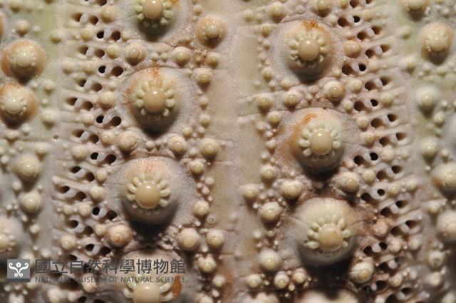 海刺蝟藏品圖，第6張