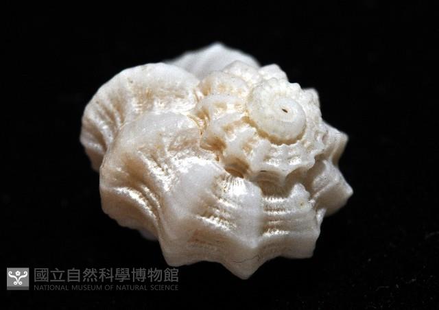 盔甲花冠螺藏品圖，第6張