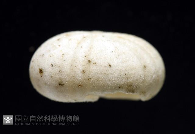 卵圓斜海膽藏品圖，第6張