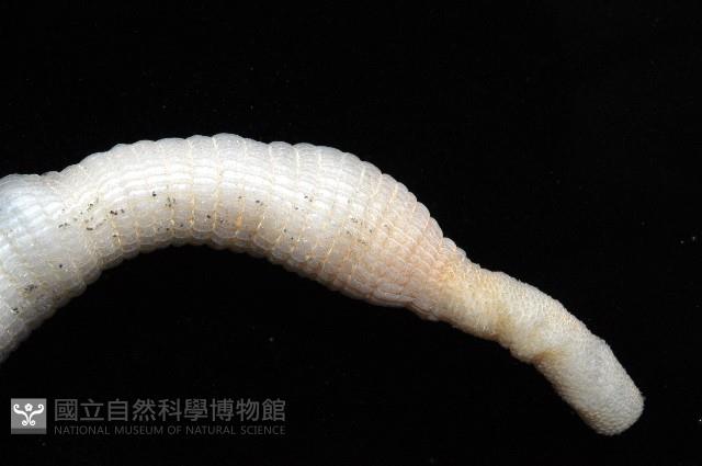光裸(裸體)方格星蟲藏品圖，第6張