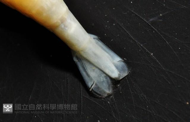 凱達格蘭新米蝦藏品圖，第6張