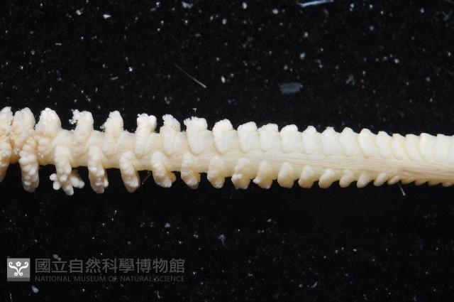 未知種白沙箸藏品圖，第6張