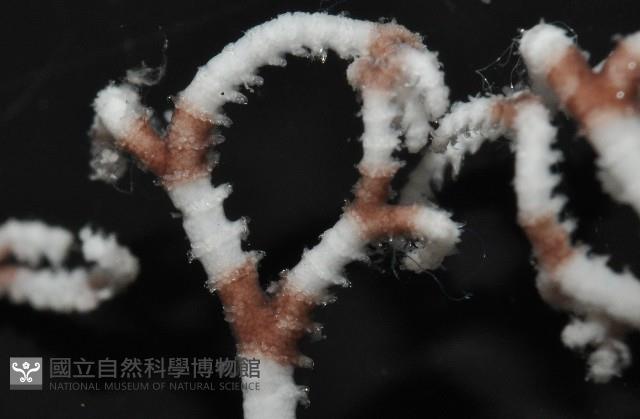 未知種筐蛇尾藏品圖，第6張
