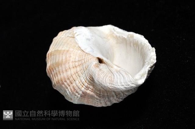 粗布核螺藏品圖，第6張