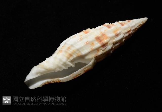 奇蹟蛹筆螺藏品圖，第6張