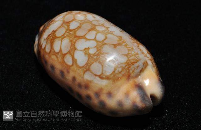 黑網目寶螺藏品圖，第6張