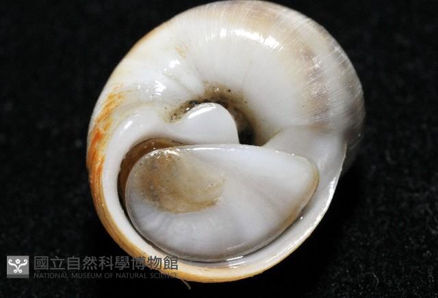 小灰玉螺藏品圖，第6張