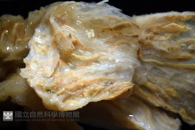 未知種海鞘藏品圖，第6張