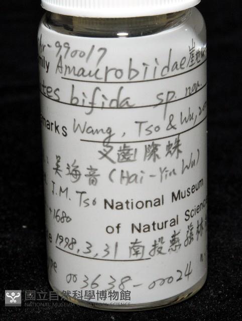 雙叉隙蛛藏品圖，第6張