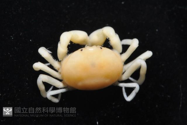 中華蚶豆蟹藏品圖，第6張