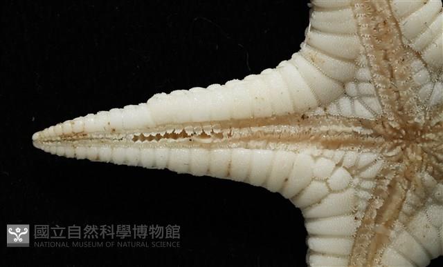 鑲邊海星藏品圖，第6張