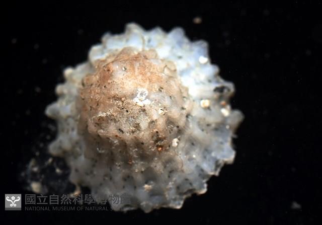 未知種晃蓋螺藏品圖，第6張