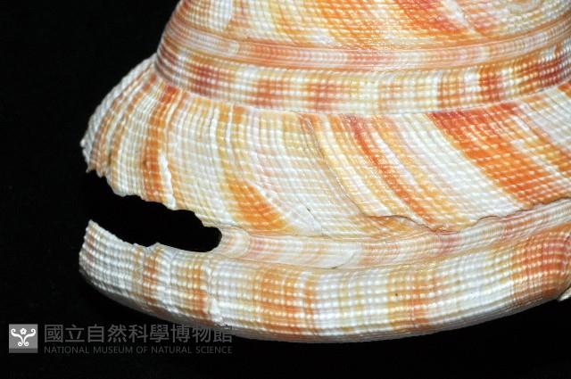 紅翁戎螺藏品圖，第6張